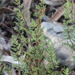 Cheilanthes sieberi (Rock Fern) at O'Connor, ACT - 6 Jun 2016 by PeteWoodall