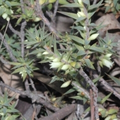 Melichrus urceolatus (Urn Heath) at Bruce Ridge - 6 Jun 2016 by PeteWoodall