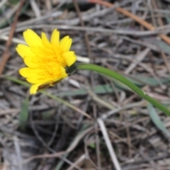 Hypochaeris radicata (Cat's Ear, Flatweed) at Bruce Ridge - 6 Jun 2016 by PeteWoodall