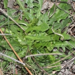 Hypochaeris radicata at O'Connor, ACT - 6 Jun 2016 03:31 PM