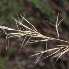 Aristida ramosa (Purple Wire Grass) at O'Connor, ACT - 6 Jun 2016 by PeteWoodall