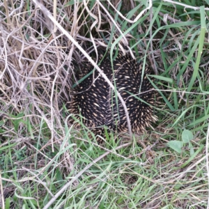 Tachyglossus aculeatus at Coombs, ACT - 17 Aug 2016 04:31 PM