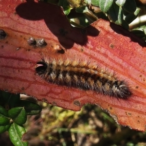 Anthela nicothoe at Cotter River, ACT - 23 Mar 2015