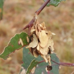 Hyalarcta huebneri (Leafy Case Moth) at Belconnen, ACT - 22 Apr 2016 by ArcherCallaway