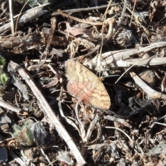 Scopula rubraria (Reddish Wave, Plantain Moth) at Fadden, ACT - 24 Apr 2016 by RyuCallaway