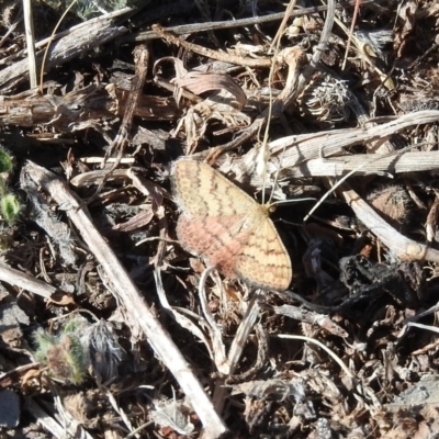 Scopula rubraria (Reddish Wave, Plantain Moth) at Fadden, ACT - 24 Apr 2016 by ArcherCallaway