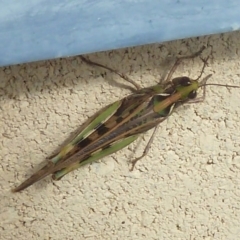 Chortoicetes terminifera (Australian Plague Locust) at Paddys River, ACT - 19 Mar 2011 by galah681