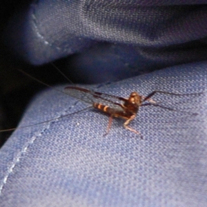 Ephemeroptera (order) at Paddys River, ACT - 13 Dec 2008 10:41 AM