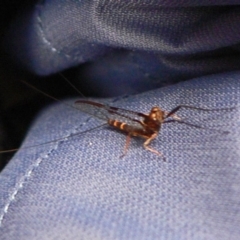 Ephemeroptera (order) (Unidentified Mayfly) at Paddys River, ACT - 12 Dec 2008 by galah681