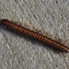 Paradoxosomatidae sp. (family) (Millipede) at Isaacs, ACT - 7 Sep 2013 by galah681