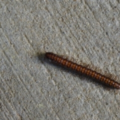 Paradoxosomatidae sp. (family) at Isaacs, ACT - 7 Sep 2013 09:09 AM