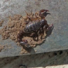 Cercophonius squama (Wood Scorpion) at Tidbinbilla Nature Reserve - 18 Sep 2010 by galah681