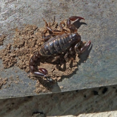 Cercophonius squama (Wood Scorpion) at Tidbinbilla Nature Reserve - 18 Sep 2010 by galah681