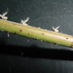 Scolypopa australis (Passionvine hopper, Fluffy bum) at Isaacs, ACT - 26 Dec 2000 by galah681