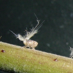 Scolypopa australis at Isaacs, ACT - 26 Dec 2000