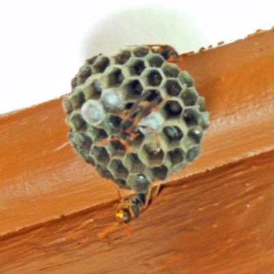 Polistes (Polistella) humilis (Common Paper Wasp) at Isaacs, ACT - 30 Dec 2009 by galah681