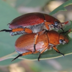 Anoplognathus sp. (genus) (Unidentified Christmas beetle) at Paddys River, ACT - 2 Jan 2013 by michaelb