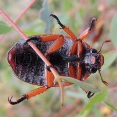 Anoplognathus sp. (genus) (Unidentified Christmas beetle) at Paddys River, ACT - 7 Feb 2015 by michaelb