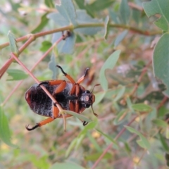 Anoplognathus sp. (genus) at Tharwa, ACT - 7 Feb 2015