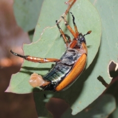 Anoplognathus sp. (genus) (Unidentified Christmas beetle) at Tharwa, ACT - 26 Feb 2015 by michaelb