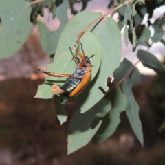 Anoplognathus brunnipennis at Tharwa, ACT - 26 Feb 2015 08:02 PM