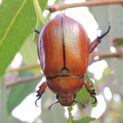 Anoplognathus hirsutus (Hirsute Christmas beetle) at Tuggeranong, ACT - 29 Nov 2014 by MichaelBedingfield