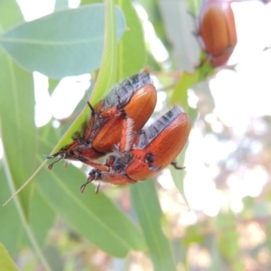 Anoplognathus sp. (genus) at Tuggeranong, ACT - 29 Nov 2014 07:48 PM