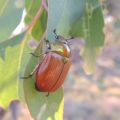 Anoplognathus brunnipennis (Green-tailed Christmas beetle) at Pine Island to Point Hut - 29 Nov 2014 by michaelb