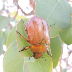 Anoplognathus brunnipennis at Pine Island to Point Hut - 29 Nov 2014