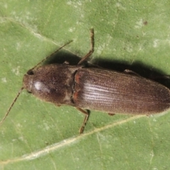 Monocrepidus sp. (genus) (Click beetle) at Conder, ACT - 29 Sep 2015 by michaelb