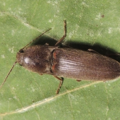 Monocrepidius (genus) (Click beetle) at Conder, ACT - 29 Sep 2015 by MichaelBedingfield