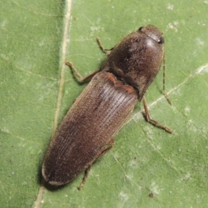 Monocrepidus sp. (genus) at Conder, ACT - 29 Sep 2015
