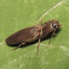 Monocrepidius (genus) at Conder, ACT - 29 Sep 2015 09:23 PM