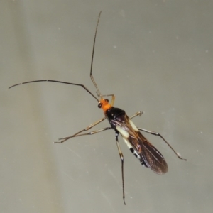 Rayieria basifer at Conder, ACT - 19 Mar 2015 11:32 PM