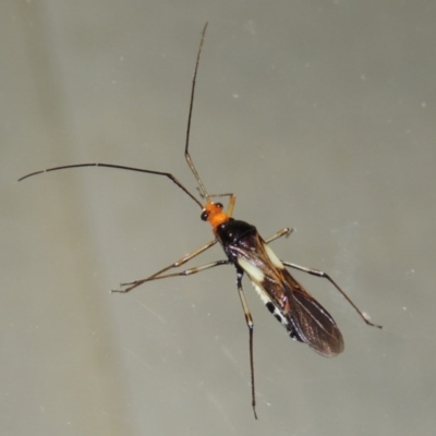 Rayieria basifer (Braconid-mimic plant bug) at Conder, ACT - 19 Mar 2015 by michaelb