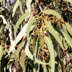 Eucalyptus globulus subsp. bicostata (Southern Blue Gum, Eurabbie) at Bruce Ridge - 6 Jun 2016 by PeteWoodall