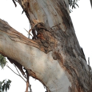 Eucalyptus globulus subsp. bicostata at Lyneham, ACT - 6 Jun 2016