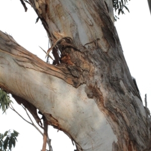 Eucalyptus globulus subsp. bicostata at Lyneham, ACT - 6 Jun 2016 03:26 PM