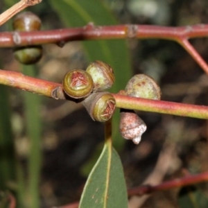 Eucalyptus globulus subsp. bicostata at Lyneham, ACT - 6 Jun 2016