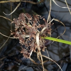 Cyperus eragrostis (Umbrella Sedge) at Bruce Ridge - 6 Jun 2016 by PeteWoodall