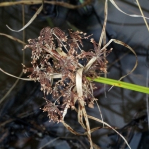 Cyperus eragrostis at O'Connor, ACT - 6 Jun 2016