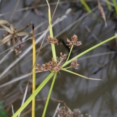 Cyperus eragrostis at O'Connor, ACT - 6 Jun 2016