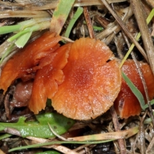 Laccaria sp. at O'Connor, ACT - 6 Jun 2016 03:49 PM