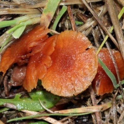 Laccaria sp. (Laccaria) at Bruce Ridge - 6 Jun 2016 by PeteWoodall