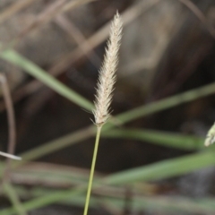 Setaria parviflora (Slender Pigeon Grass) at Bruce Ridge - 6 Jun 2016 by PeteWoodall