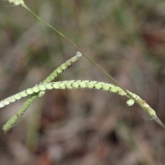 Paspalum dilatatum (Paspalum) at Bruce Ridge - 6 Jun 2016 by PeteWoodall