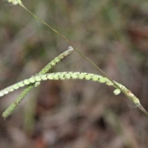 Paspalum dilatatum at O'Connor, ACT - 6 Jun 2016