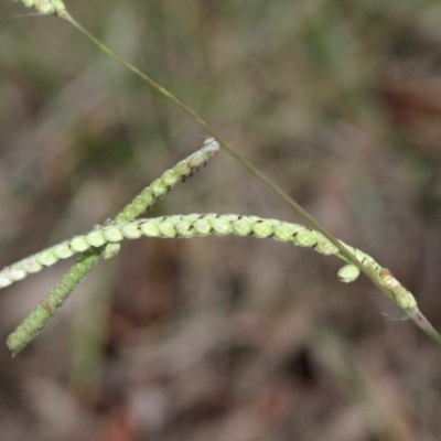 Paspalum dilatatum (Paspalum) at O'Connor, ACT - 6 Jun 2016 by PeteWoodall