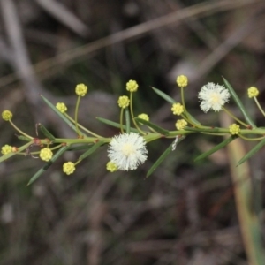 Acacia genistifolia at O'Connor, ACT - 6 Jun 2016