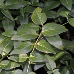 Vinca major (Blue Periwinkle) at Bruce Ridge - 6 Jun 2016 by PeteWoodall